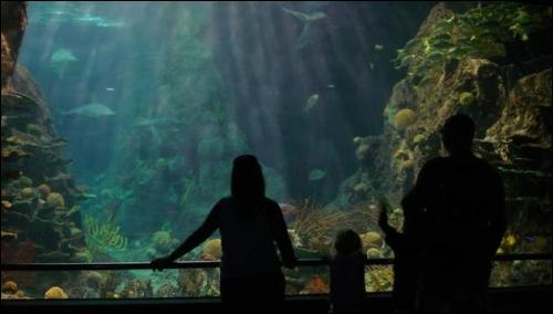 Oceanarium w Puerto de la Cruze